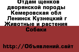 Отдам щенков дворянской породы - Кемеровская обл., Ленинск-Кузнецкий г. Животные и растения » Собаки   